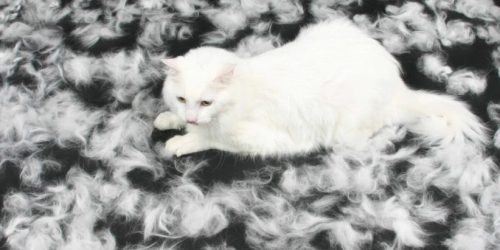 cat-shedding-پت-پرس-scaled-scaled-822x658